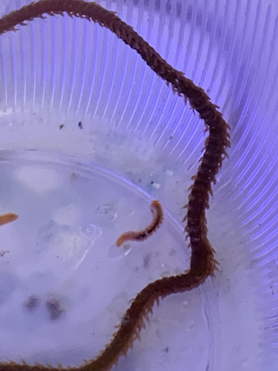 Worm Identification REEF2REEF Saltwater and Reef Aquarium Forum