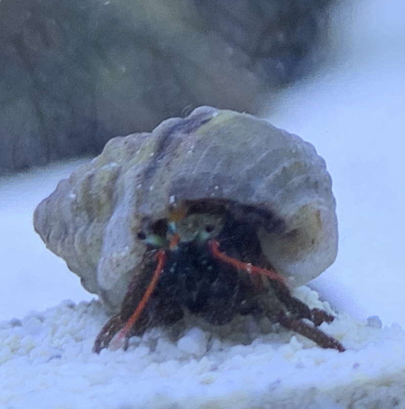 Best Hermit Crab Shell Pics! Let’s see them! REEF2REEF Saltwater and