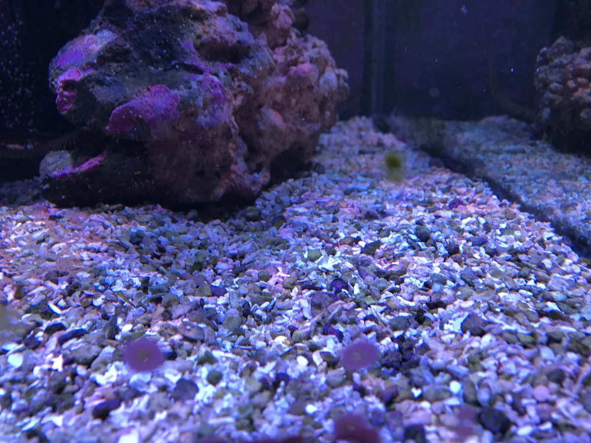 Crushed coral substrate REEF2REEF Saltwater and Reef Aquarium Forum