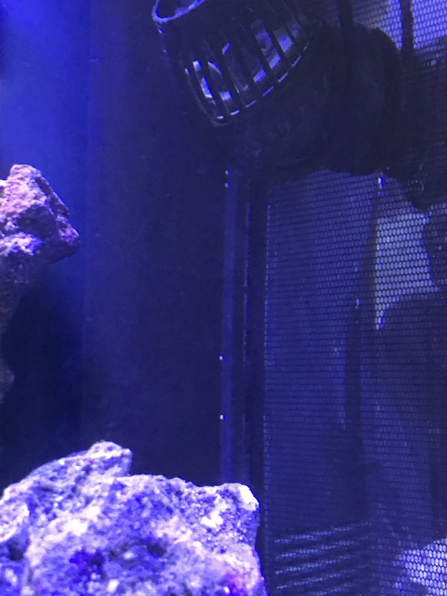 Little white dots on back of tank? REEF2REEF Saltwater and Reef