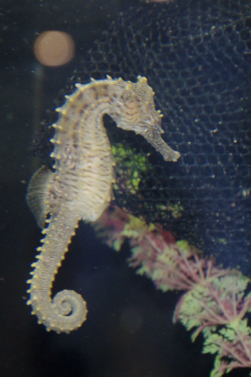 My new seahorses.... pic heavy REEF2REEF Saltwater and Reef Aquarium