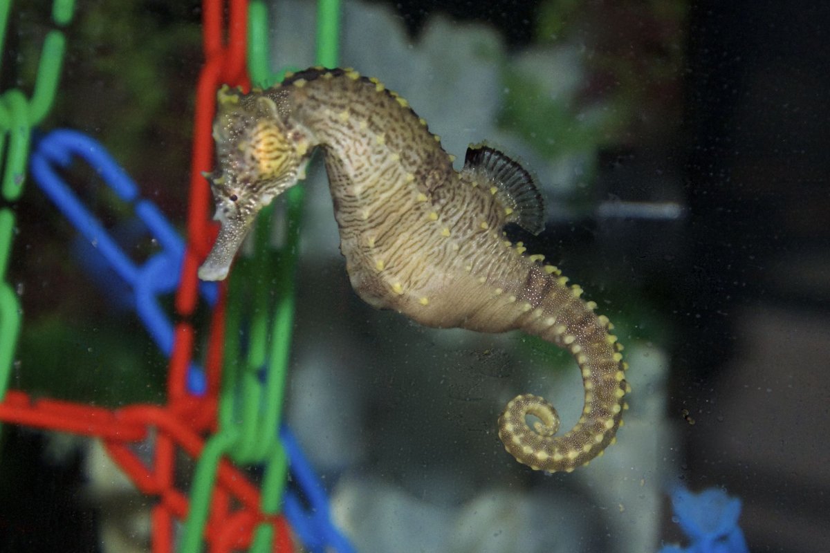 My new seahorses.... pic heavy REEF2REEF Saltwater and Reef Aquarium