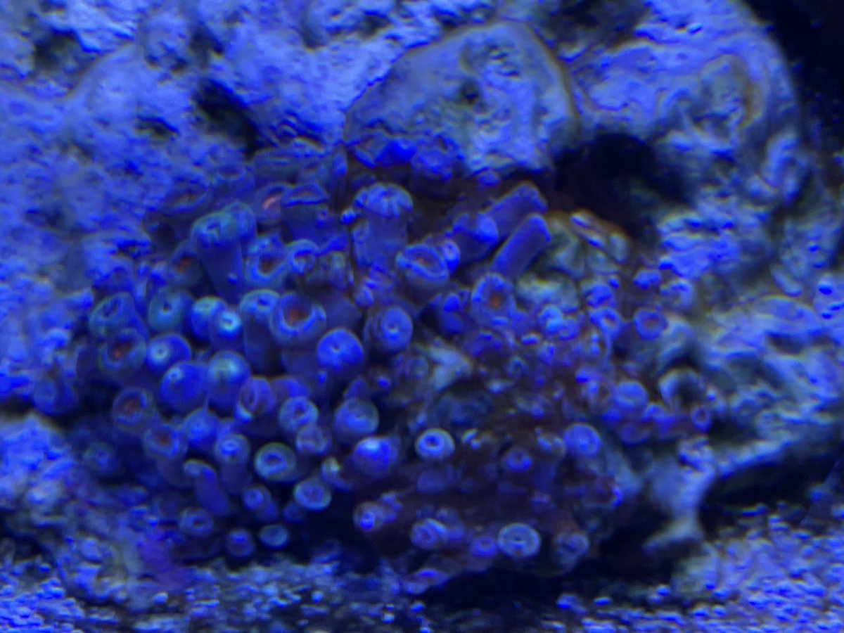 EMERGENCY Zoas dying Page 2 REEF2REEF Saltwater and Reef Aquarium