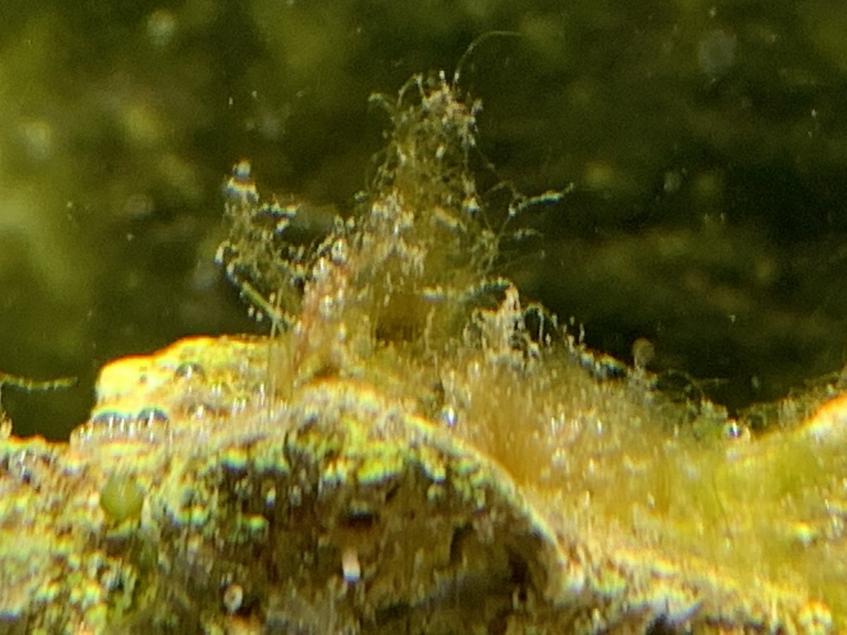 Redfield Ratio Revisited What are we doing wrong? Page 3