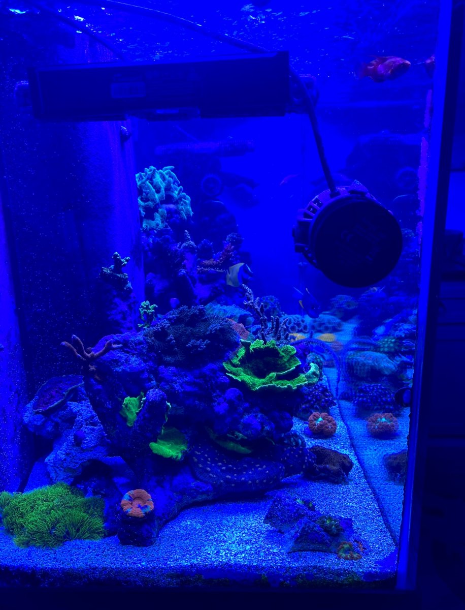 Best Camera App for iPhone? REEF2REEF Saltwater and Reef Aquarium Forum