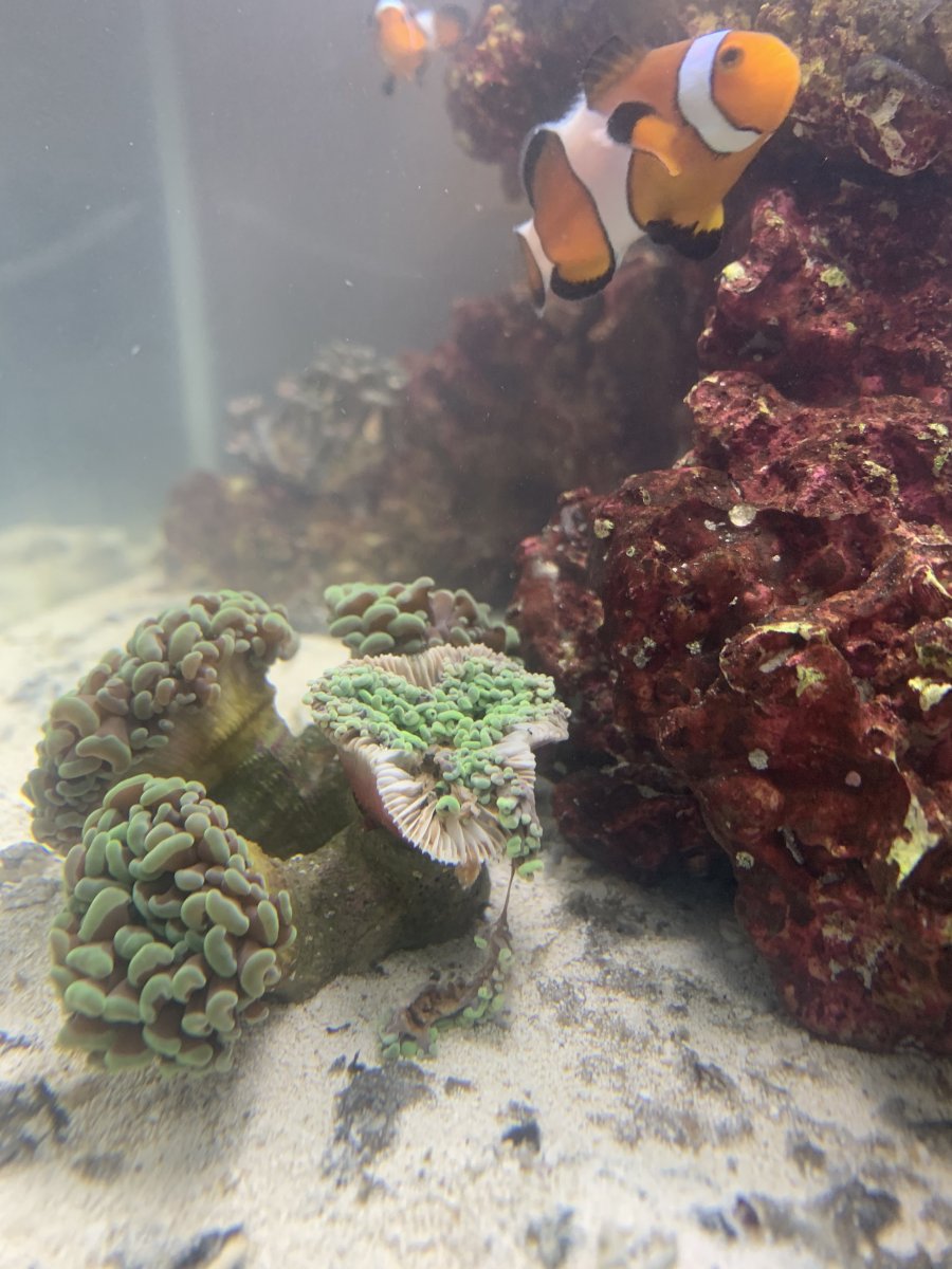 Hammer coral is dying?! REEF2REEF Saltwater and Reef Aquarium Forum
