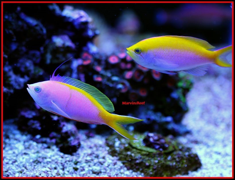 Fish Spotlight Anthias REEF2REEF Saltwater and Reef Aquarium Forum