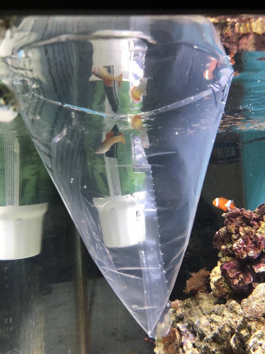 Guppies In Saltwater REEF2REEF Saltwater and Reef Aquarium Forum