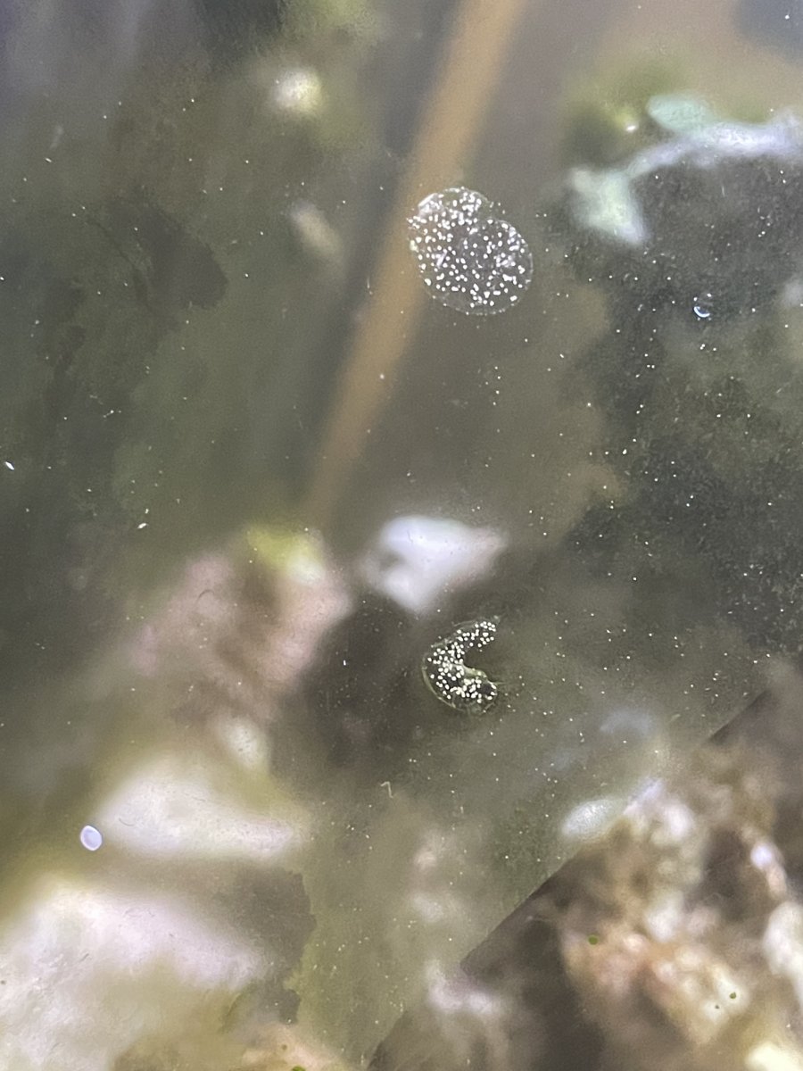 Are these fish eggs? Or something else? REEF2REEF Saltwater and Reef