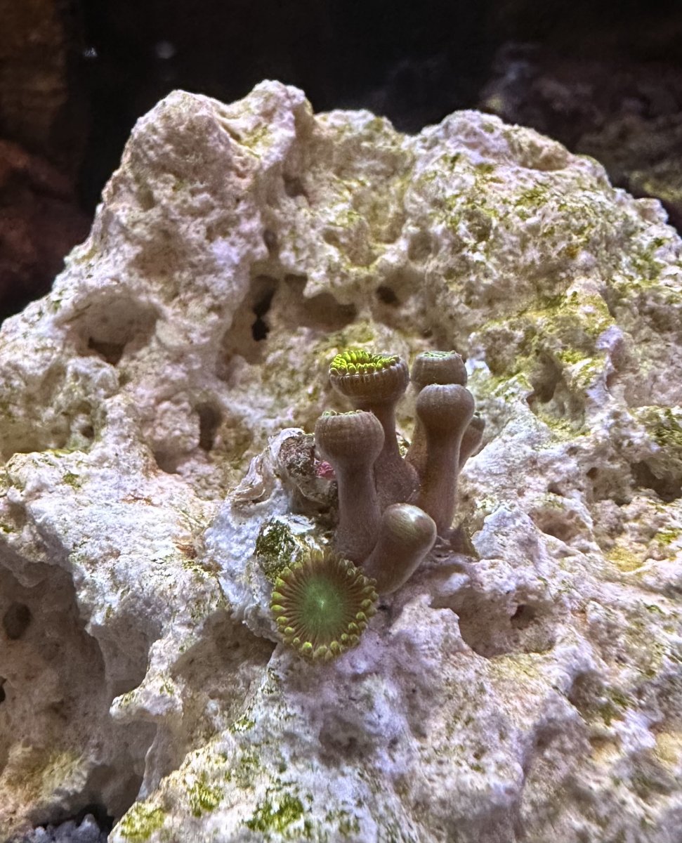 Radioactive Dragon Eye Zoas Not Opening REEF2REEF Saltwater and Reef