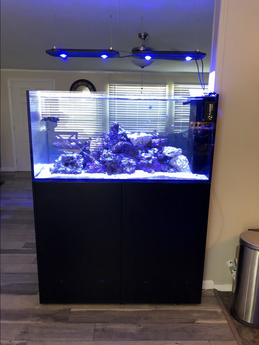 Tennessee Red Sea peninsula 500 REEF2REEF Saltwater