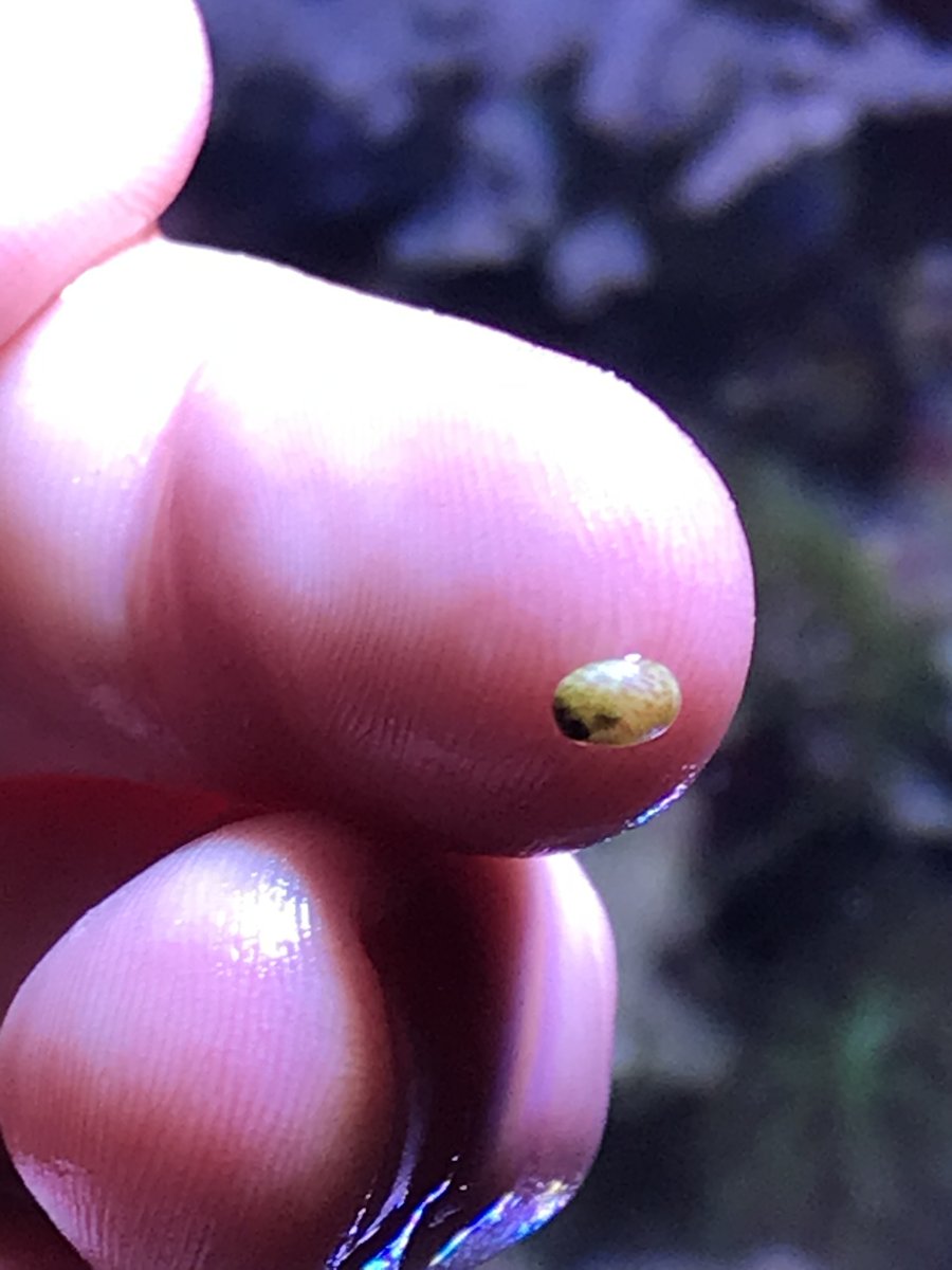 Nerite Snail Baby ? REEF2REEF Saltwater and Reef Aquarium Forum