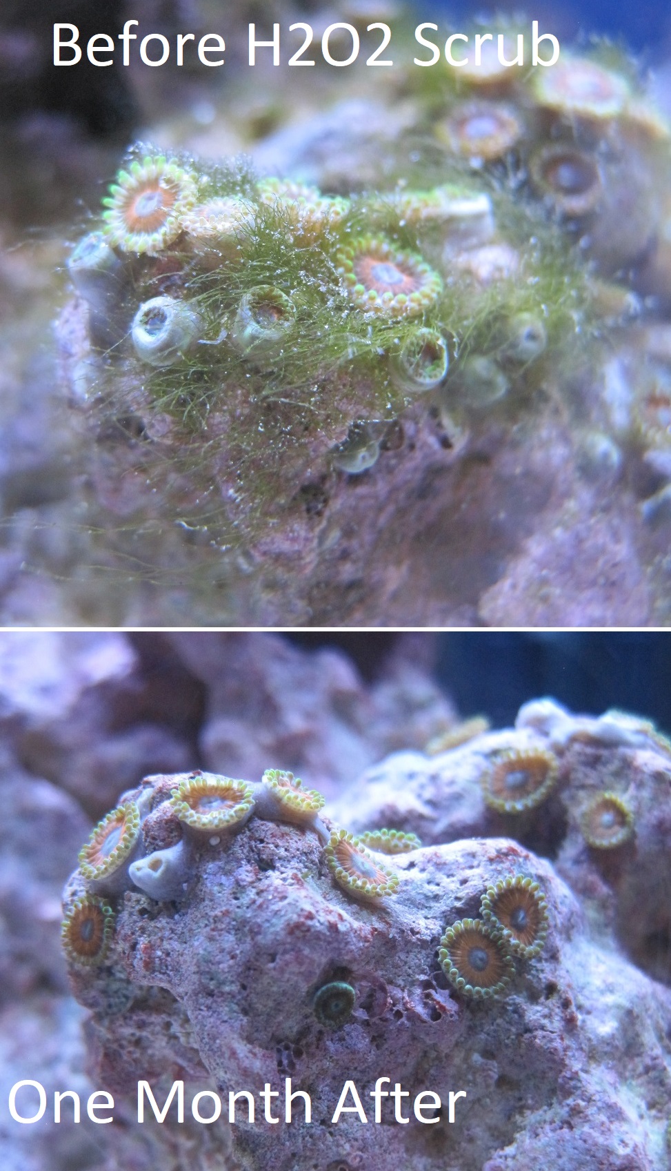 Derbesia (GHA, Green Hair) that cannot be starved out. REEF2REEF