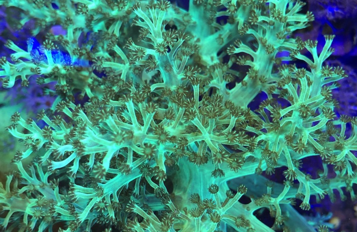 QUESTION OF THE DAY Growing trees in your tank Is a Kenya Tree coral