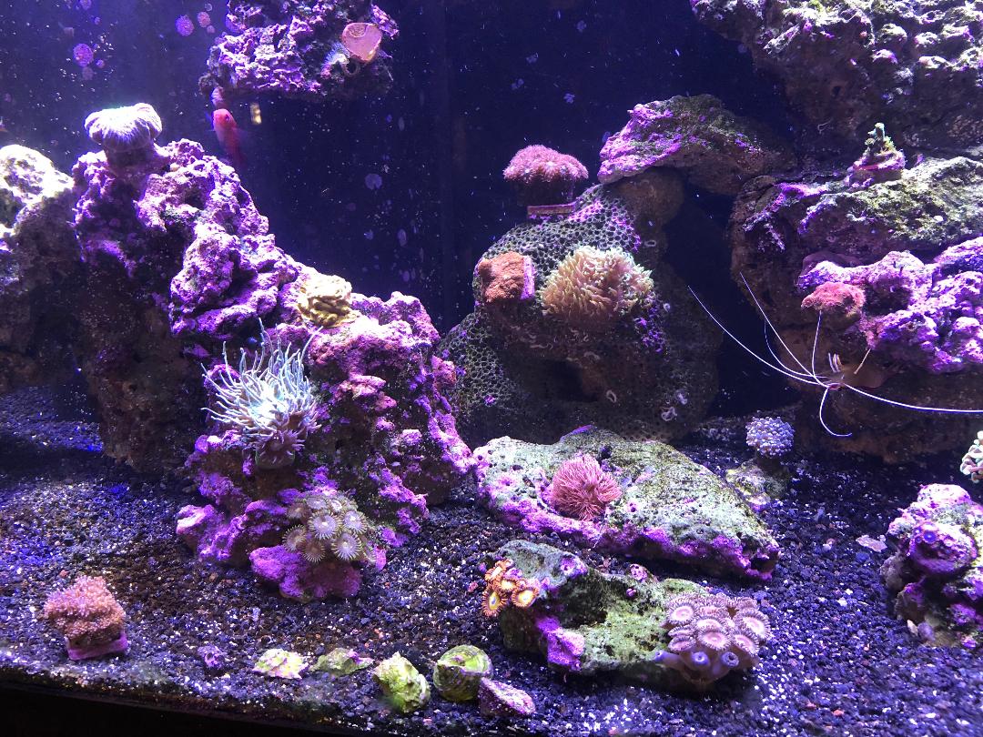 5 mo critique no holds barred ) REEF2REEF Saltwater and Reef