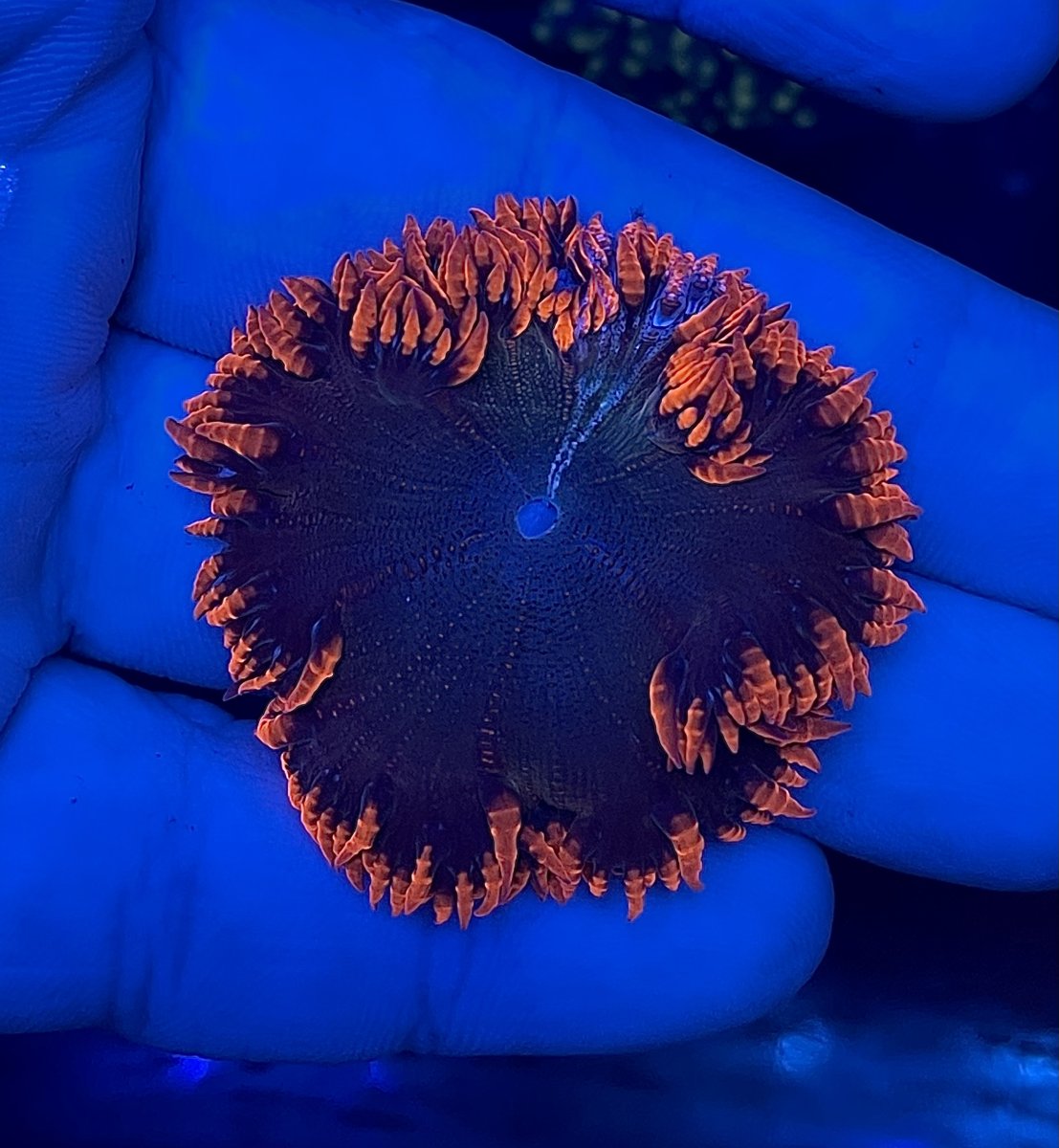 Two Face Rock Flower Anemone REEF2REEF Saltwater and Reef Aquarium Forum