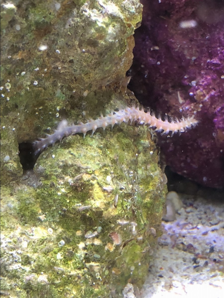 Worm Identification REEF2REEF Saltwater and Reef Aquarium Forum