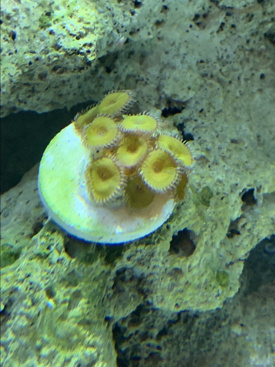 Can you ID these yellow zoanthids? REEF2REEF Saltwater and Reef