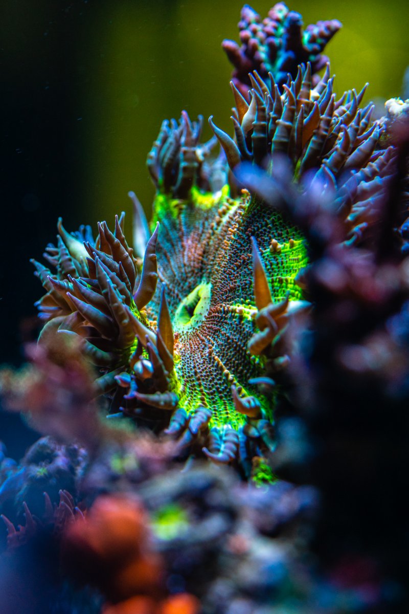 What to feed baby Rock Flower Anemones? REEF2REEF Saltwater and Reef Aquarium Forum