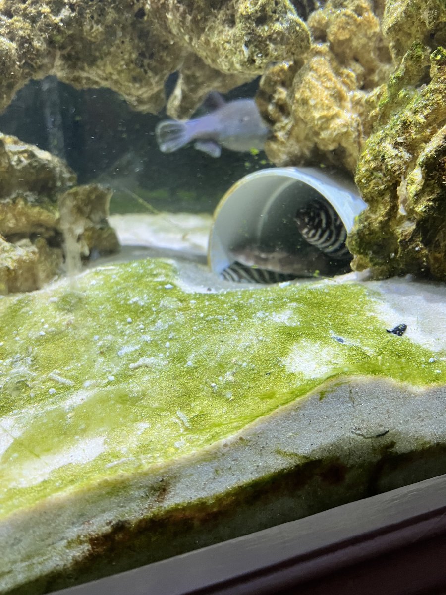 Green algae all over sand REEF2REEF Saltwater and Reef Aquarium Forum