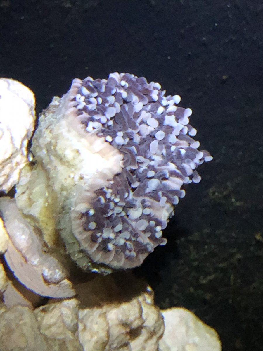 Torch coral at night closing REEF2REEF Saltwater and Reef Aquarium Forum