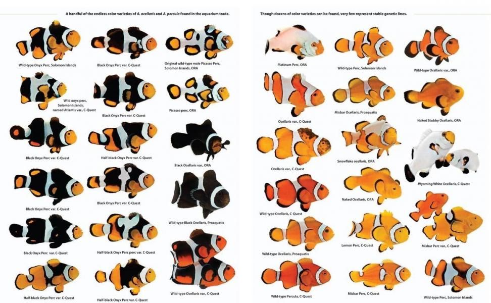 Great Clownfish chart | Reef2Reef