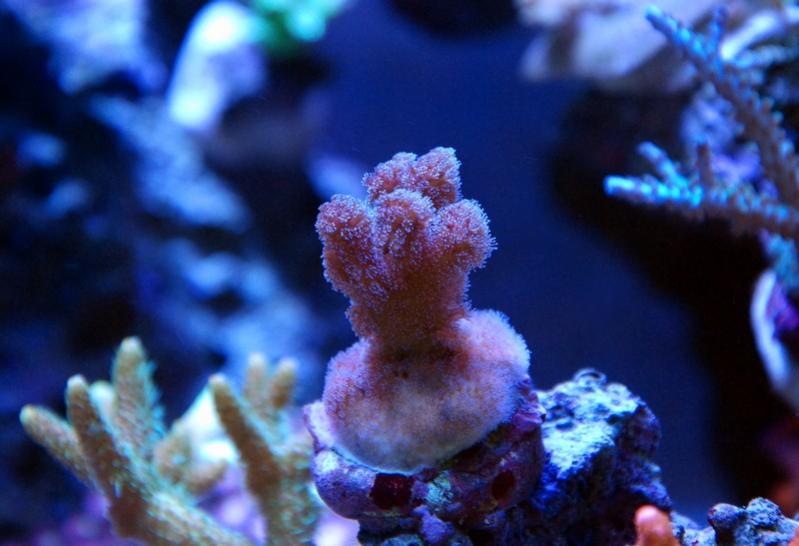 zeovit tank 160 gallons REEF2REEF Saltwater and Reef Aquarium Forum