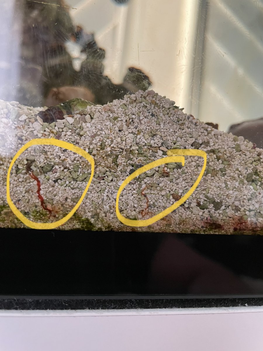 Red worms in substrate? REEF2REEF Saltwater and Reef Aquarium Forum