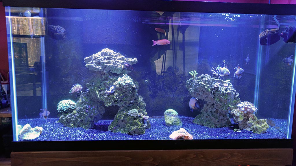 Success with black sand? REEF2REEF Saltwater and Reef Aquarium Forum