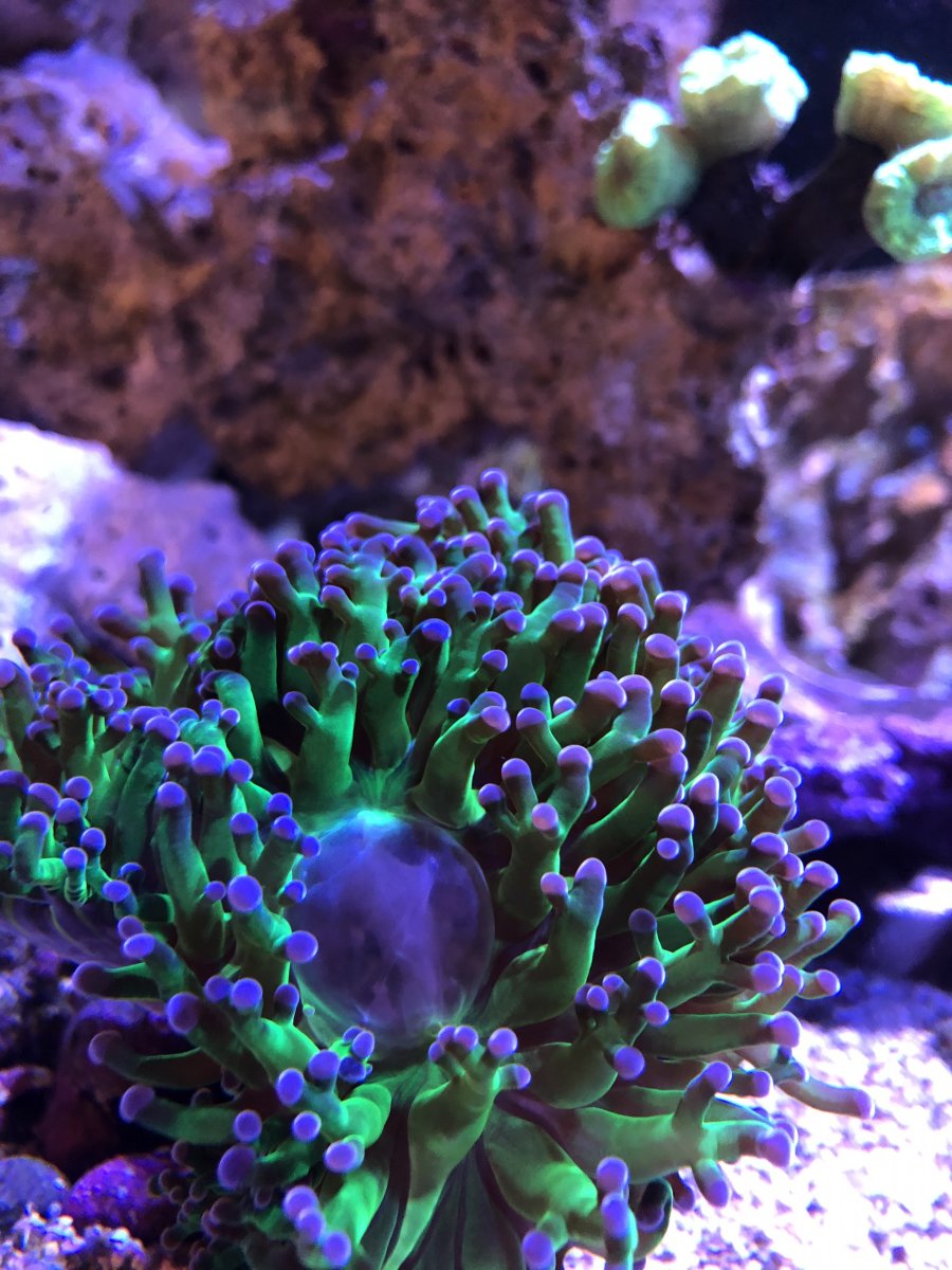 Large bubble in the center of torch coral?? REEF2REEF Saltwater and Reef Aquarium Forum