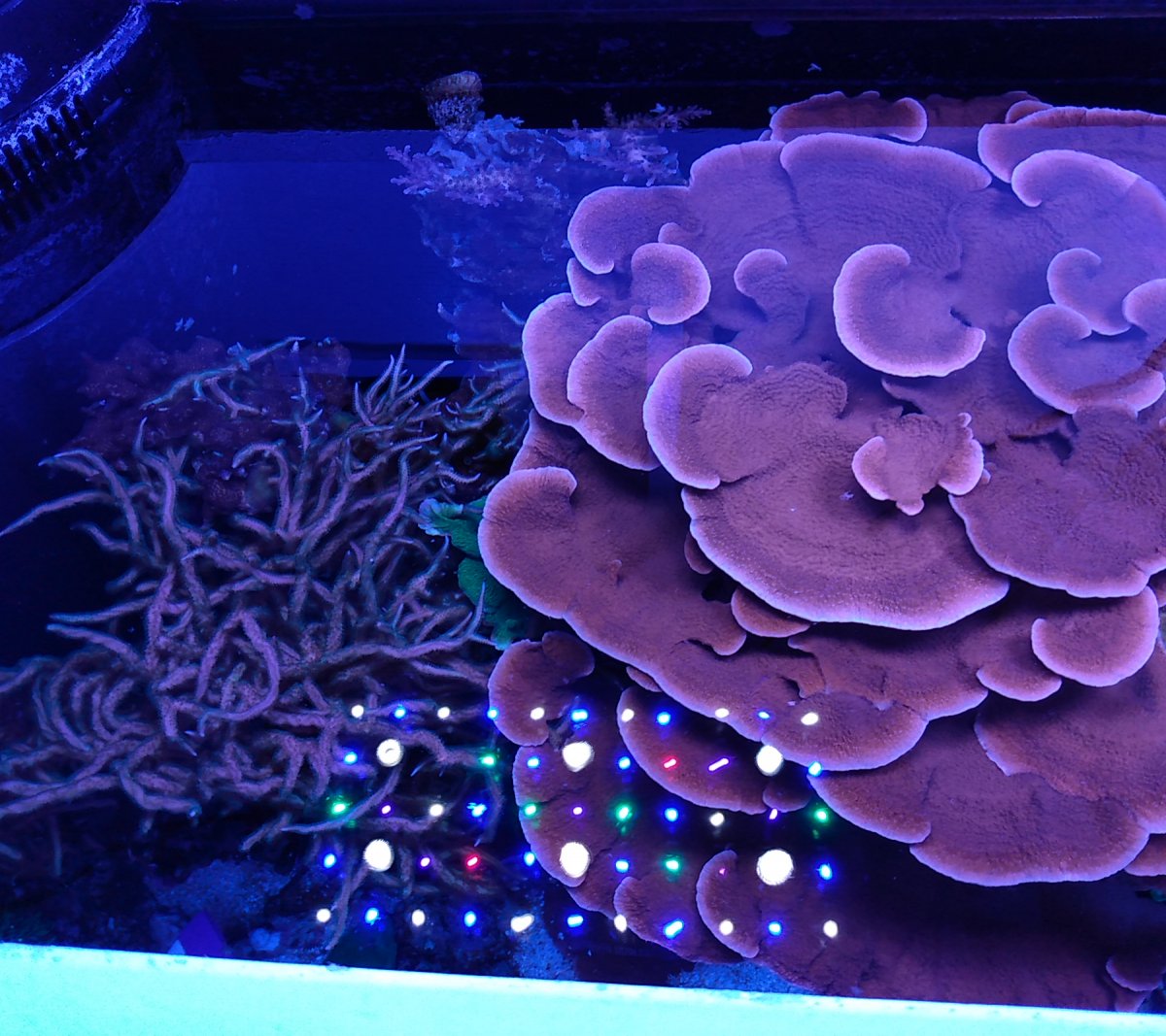 Black box led lights REEF2REEF Saltwater and Reef Aquarium Forum