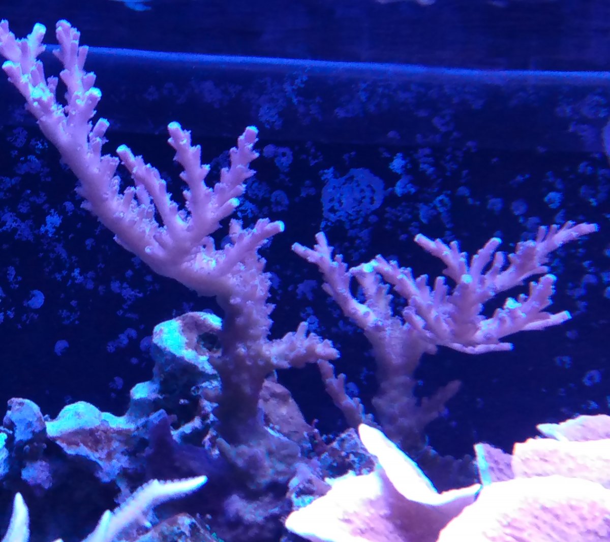 Black box led lights REEF2REEF Saltwater and Reef Aquarium Forum