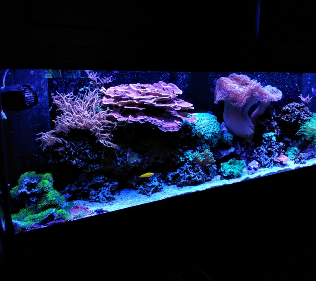 Black box led lights REEF2REEF Saltwater and Reef Aquarium Forum