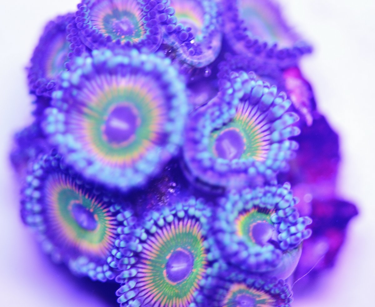 Collector Zoas. tdf shazams and asd hyper jubilee for sale REEF2REEF