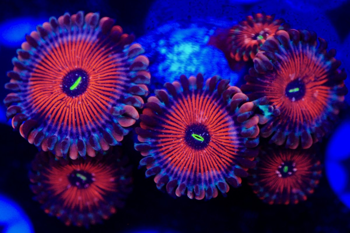 Zoanthids id help REEF2REEF Saltwater and Reef Aquarium Forum