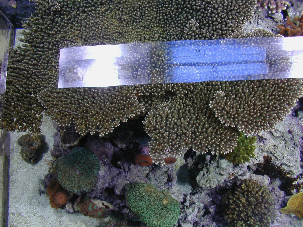 Anyone still prefer the 10K look, or even 6.5K? What's with all the windex colored tanks? Page