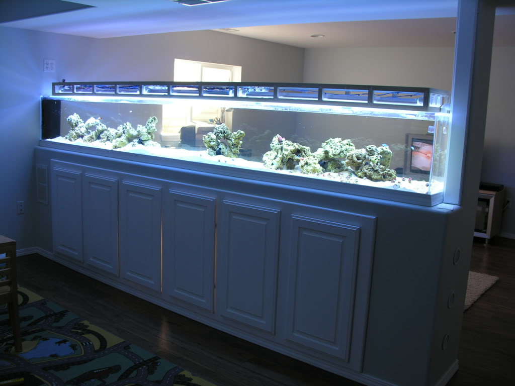 Long Shallow Aquarium 1000+ Aquarium Ideas