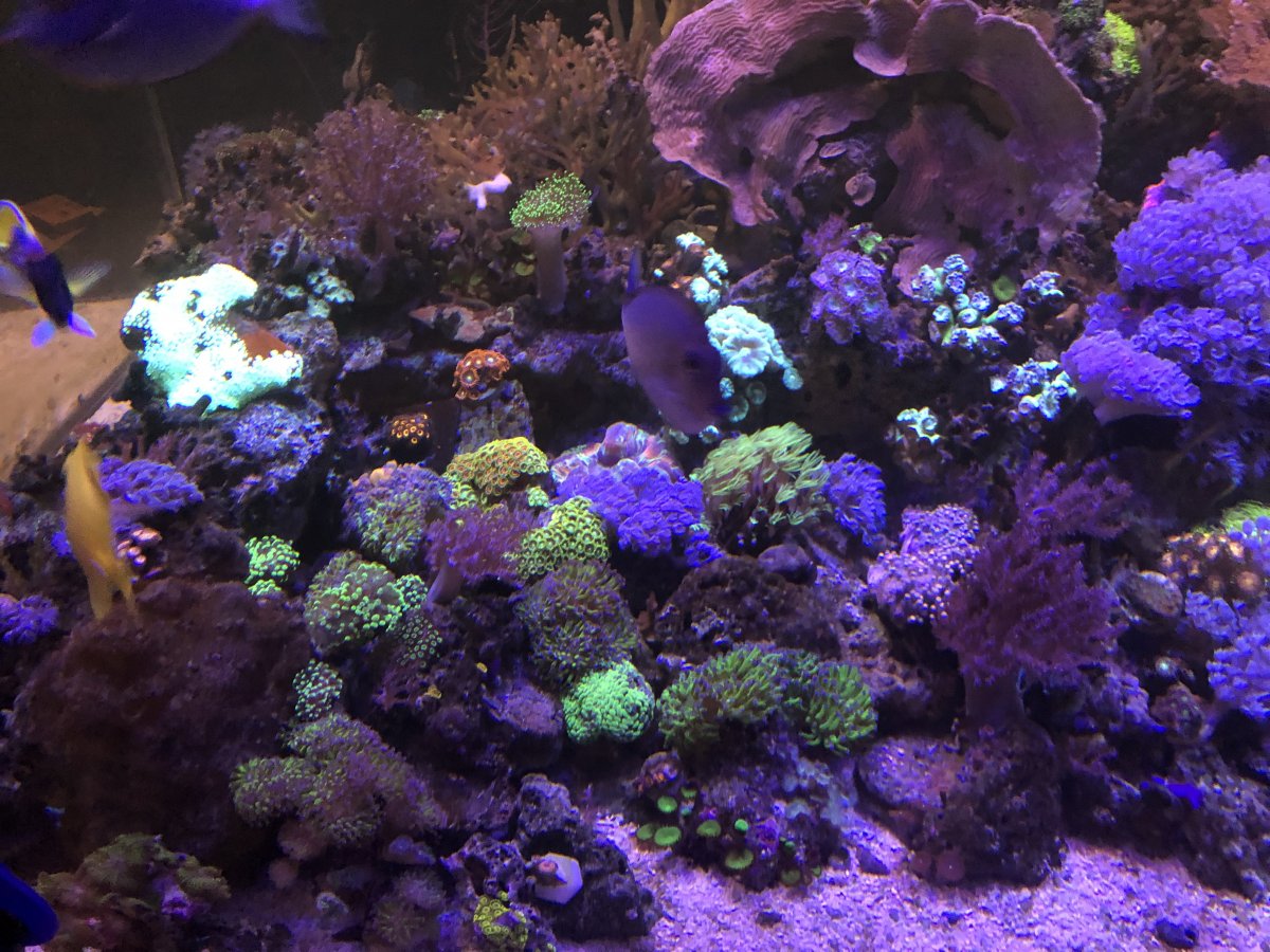 dosing hydrogen peroxide REEF2REEF Saltwater and Reef Aquarium Forum