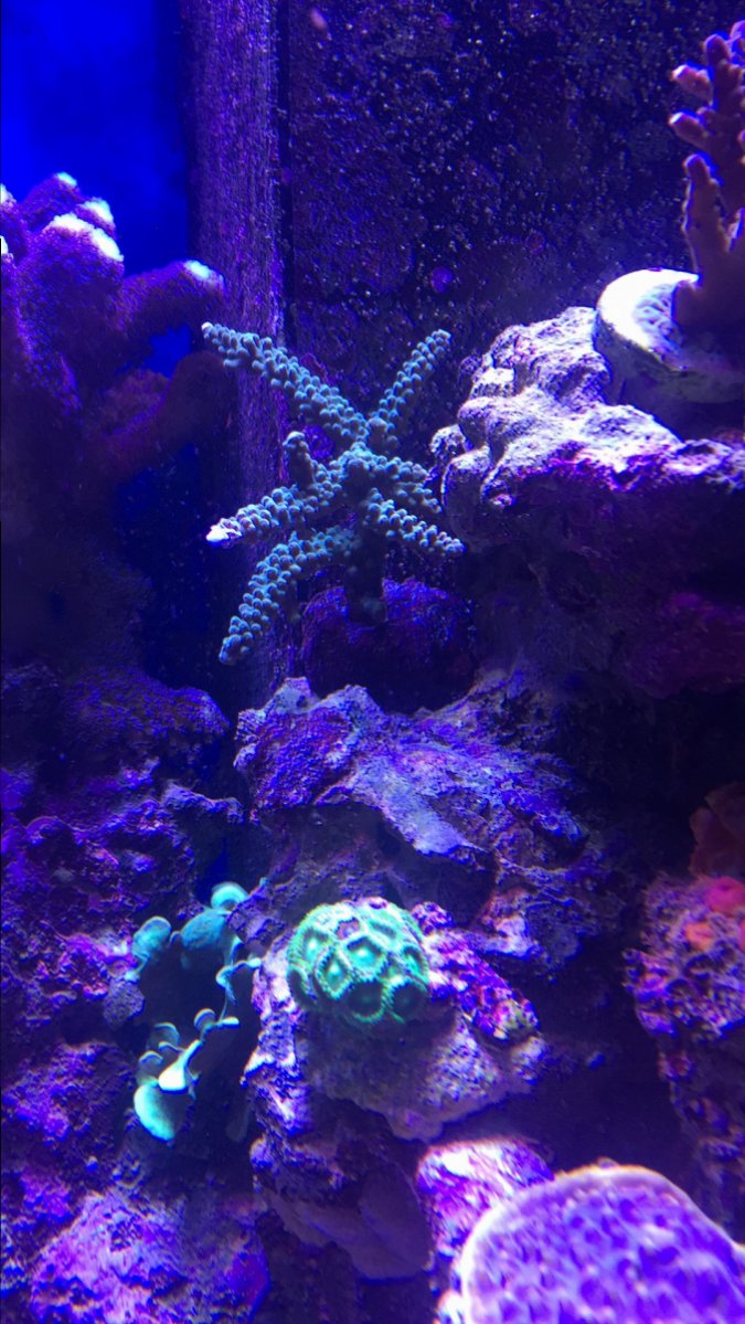 What does the color coral mean The Meaning Of Color