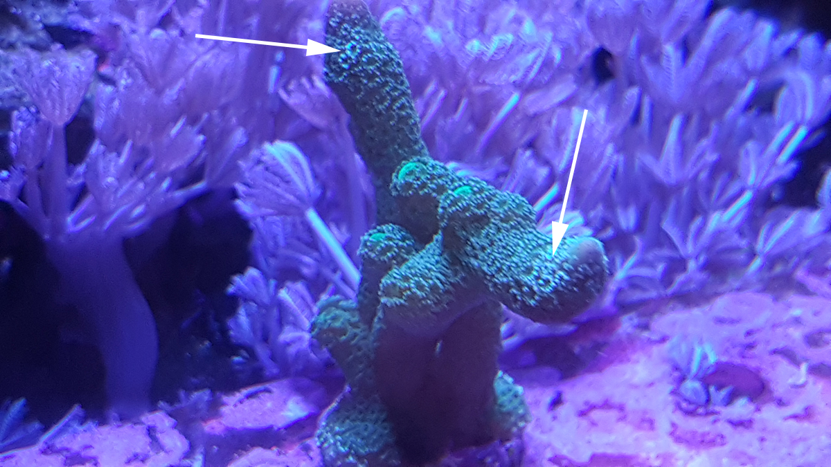 SPS Polyp turning white (coral not dying) REEF2REEF Saltwater and