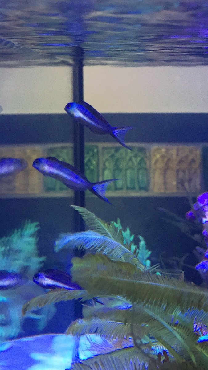 Bundoon Blenny Trio Aggression REEF2REEF Saltwater and Reef Aquarium Forum