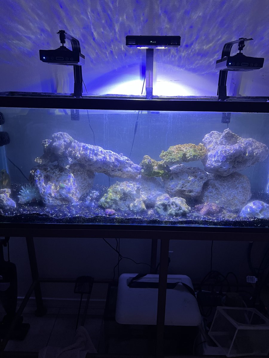 How long does coral take to acclimate when moved? Page 2 REEF2REEF