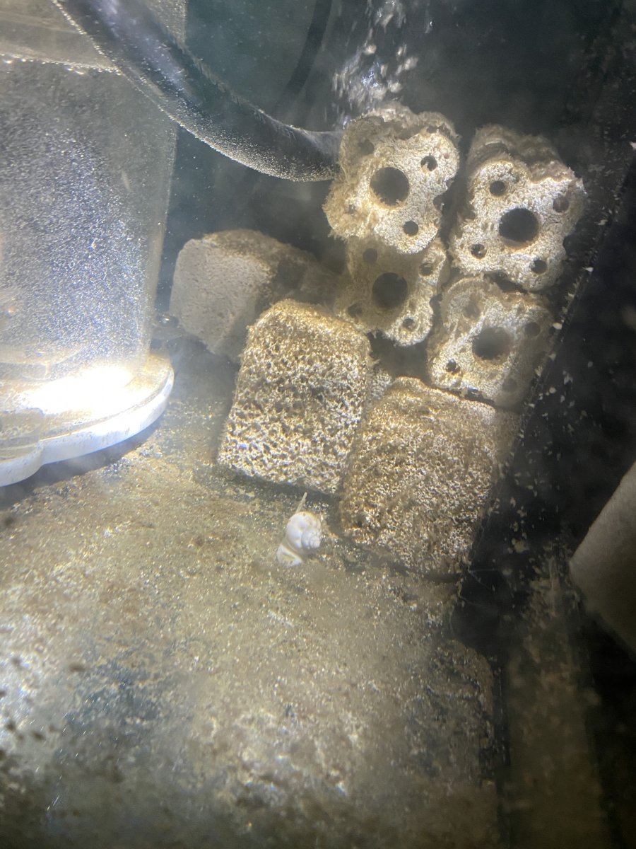 Diatoms? Something else? Any help on how to get rid of. REEF2REEF
