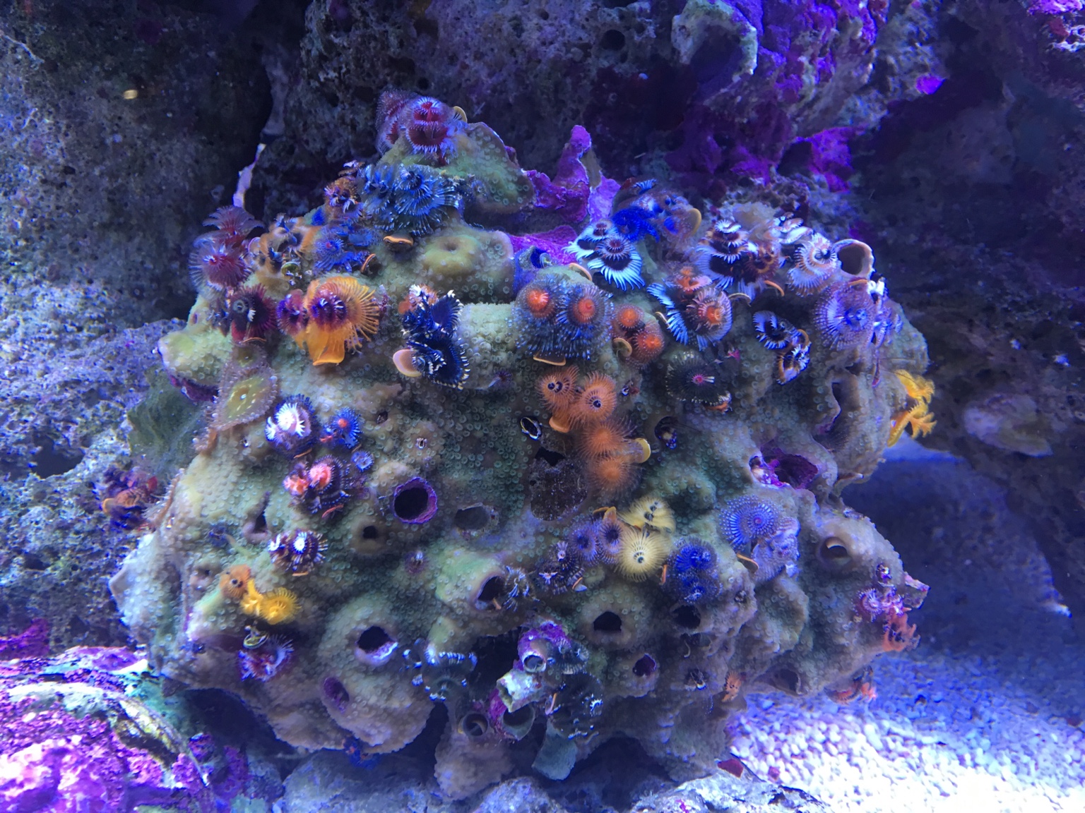 Hawaiian Feather Duster Worm