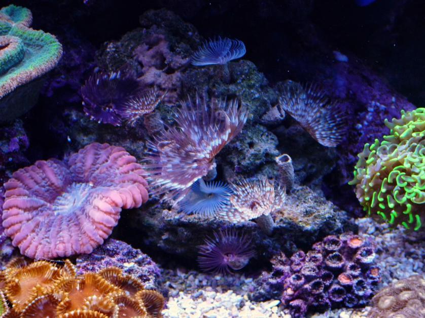 Feather Duster Pics. REEF2REEF Saltwater and Reef Aquarium Forum