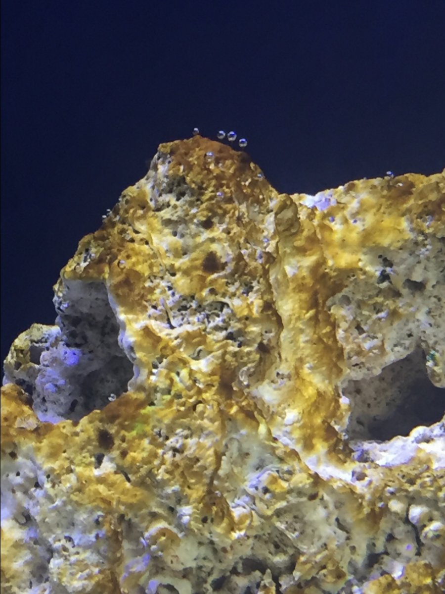 Brown Algae / Diatoms in new system REEF2REEF Saltwater and Reef