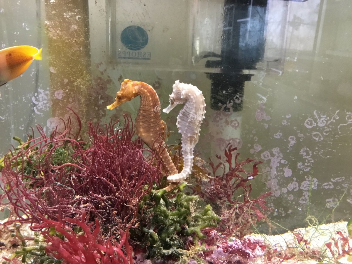 30g Planted Seahorse Tank REEF2REEF Saltwater and Reef Aquarium Forum