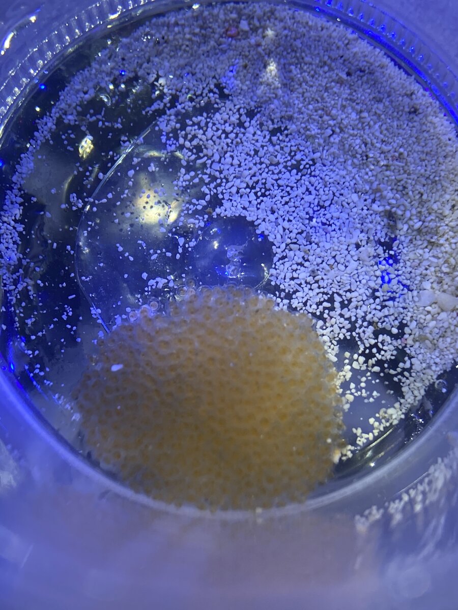 Orchid Dottyback Breeding Attempt REEF2REEF Saltwater and Reef