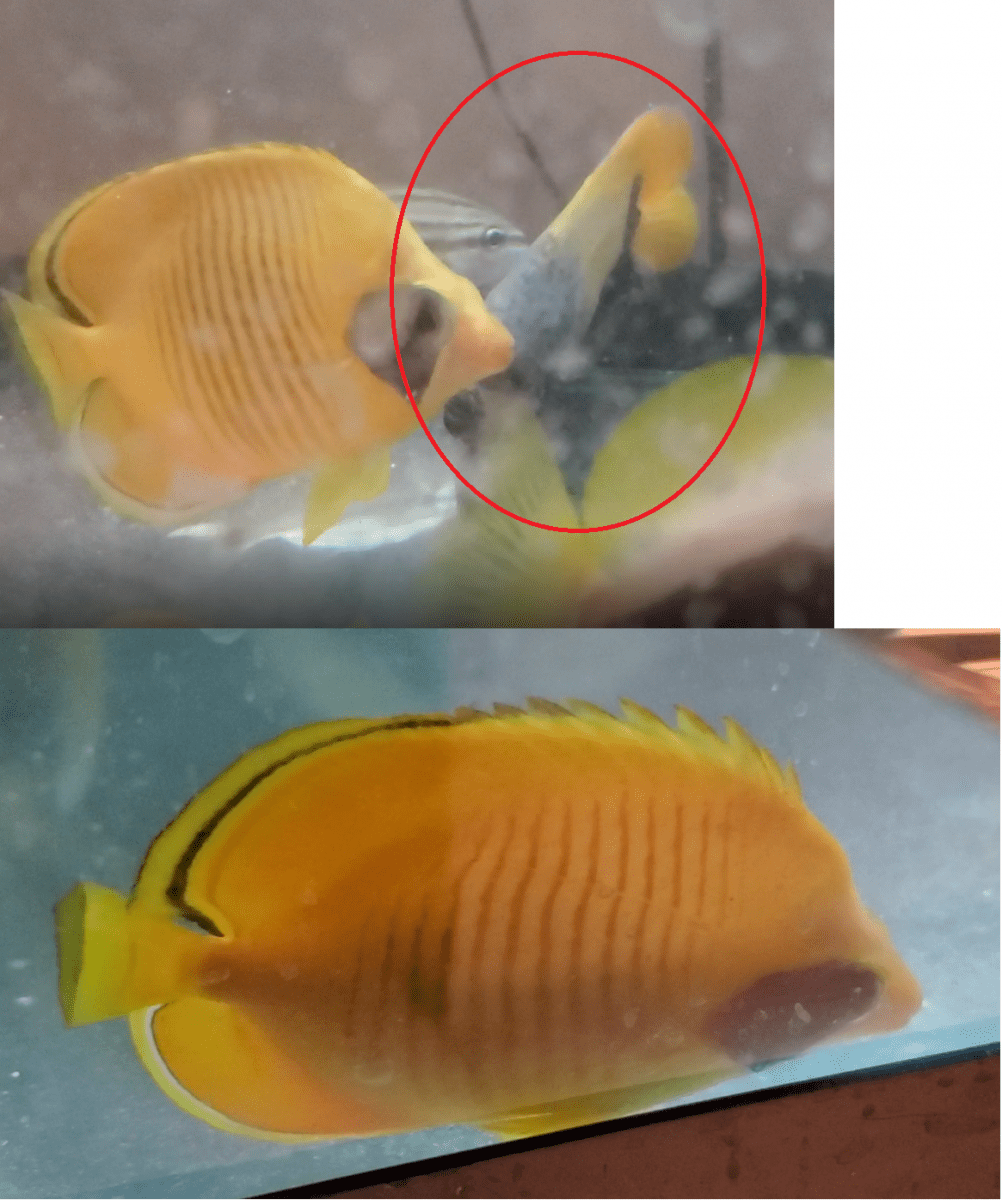 Help. Fish dying one by one REEF2REEF Saltwater and Reef Aquarium Forum