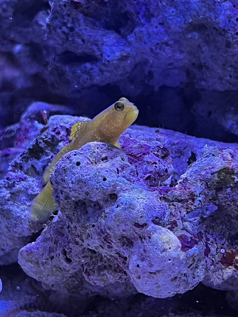 QUESTION OF THE DAY The best nano fish for a nano tank! What nano fish do you keep